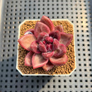 Pachyphytum 'Tivoli' 1" Succulent Plant