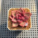Pachyphytum 'Tivoli' 1" Succulent Plant