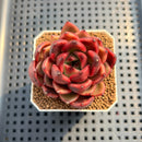 Echeveria 'Tully' 2" New Flower Village Hybrid Succulent Plant Cutting