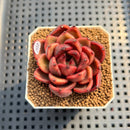 Echeveria 'Tully' 2" New Flower Village Hybrid Succulent Plant Cutting