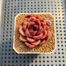 Echeveria 'Tully' 2" New Flower Village Hybrid Succulent Plant Cutting