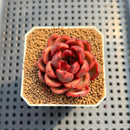 Echeveria 'Tully' 2" New Flower Village Hybrid Succulent Plant Cutting