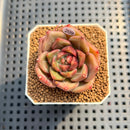Echeveria 'Sneddy' 2" Succulent Plant Cutting