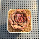 Echeveria 'Sneddy' 1"-2" Succulent Plant Cutting