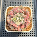 Echeveria Pollux 3" Monstrose (AKA 'Scarlet Witch') Succulent Plant Cutting