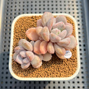 Graptoveria 'Amarina' 2" Succulent Plant Cutting