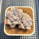 Graptoveria 'Amarina' 2" Succulent Plant Cutting