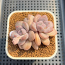 Graptoveria 'Amarina' 2" Succulent Plant Cutting