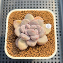 Graptoveria 'Amarina' 2" Succulent Plant Cutting