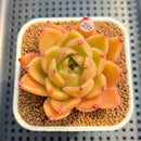 Echeveria 'Biella' (Type B) 2" Succulent Plant Cutting