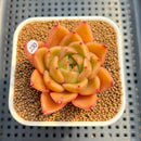 Echeveria 'Biella' (Type B) 2" Succulent Plant Cutting