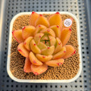 Echeveria 'Biella' (Type B) 2" Succulent Plant Cutting