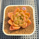 Echeveria 'Biella' (Type B) 2" Succulent Plant Cutting