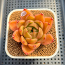 Echeveria 'Biella' (Type B) 2" Succulent Plant Cutting