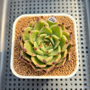 Echeveria 'Sarabony' Wide Leaf 2" Succulent Plant Cutting