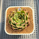 Echeveria 'Sarabony' Wide Leaf 2" Succulent Plant Cutting