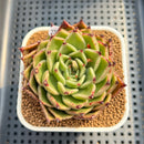 Echeveria 'Sarabony' Wide Leaf 2" Succulent Plant Cutting