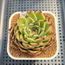 Echeveria 'Sarabony' Wide Leaf 2" Succulent Plant Cutting