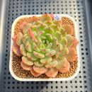 Echeveria 'Haeon' 2"-3" Succulent Plant Cutting