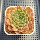Echeveria 'Haeon' 2"-3" Succulent Plant Cutting