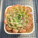 Echeveria 'Haeon' 2"-3" Succulent Plant Cutting