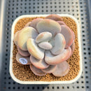 Graptoveria 'Lalla' 2"-3" Succulent Plant Cutting