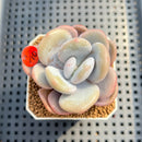 Graptoveria 'Lalla' 2"-3" Succulent Plant Cutting