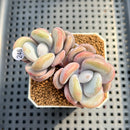 Graptoveria 'Lalla' 2"-3" Succulent Plant Cutting