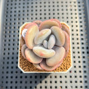 Graptoveria 'Lalla' 2"-3" Succulent Plant Cutting