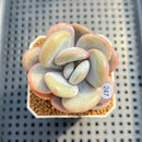 Graptoveria 'Lalla' 2"-3" Succulent Plant Cutting