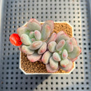 Pachyveria 'Symphony Beauty' 2" Succulent Plant Cutting