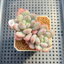 Pachyveria 'Symphony Beauty' 2" Succulent Plant Cutting