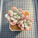 Pachyveria 'Symphony Beauty' 2" Succulent Plant Cutting