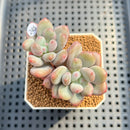Pachyveria 'Symphony Beauty' 2" Succulent Plant Cutting