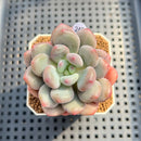 Pachyveria 'Symphony Beauty' 2" Succulent Plant Cutting