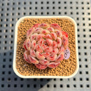 Echeveria 'Meteor' 1" Succulent Plant Cutting