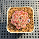 Echeveria 'Meteor' 1" Succulent Plant Cutting