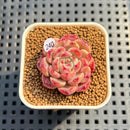 Echeveria 'Meteor' 1" Succulent Plant Cutting