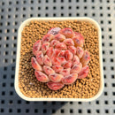 Echeveria 'Meteor' 1" Succulent Plant Cutting