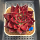 Echeveria Agavoides 'Red Beach' 4"-5" Succulent Plant Cutting