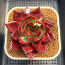 Echeveria Agavoides 'Red Beach' 4"-5" Succulent Plant Cutting