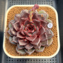 Echeveria 'Black Pearl' 3" Succulent Plant