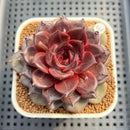 Echeveria 'Black Pearl' 3" Succulent Plant