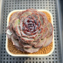 Echeveria 'Purple Oranda' 3" Succulent Plant Cutting