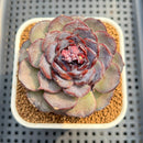Echeveria 'Purple Oranda' 3" Succulent Plant Cutting