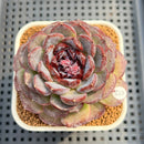 Echeveria 'Purple Oranda' 3" Succulent Plant Cutting