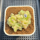 Sedum Hintonii 2" Succulent Plant Cutting
