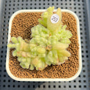 Sedum Hintonii 2" Succulent Plant Cutting