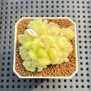 Sedum Hintonii 2" Succulent Plant Cutting