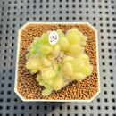 Sedum Hintonii 2" Succulent Plant Cutting